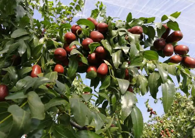 种植枣树利润怎样
