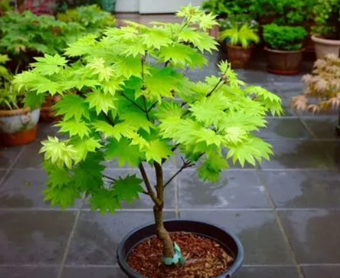 流泉枫树为啥那么贵