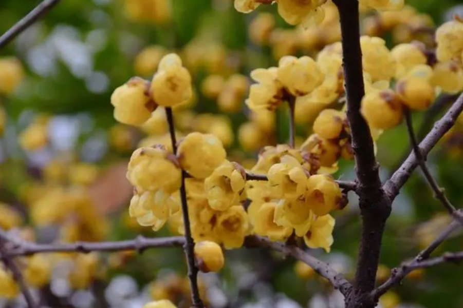 腊梅什么时候打花苞