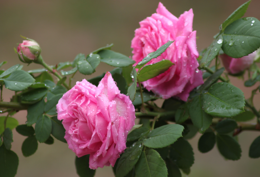 月季花生活环境及特点
