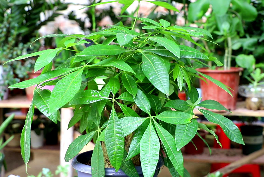 发财树能修剪枝叶吗