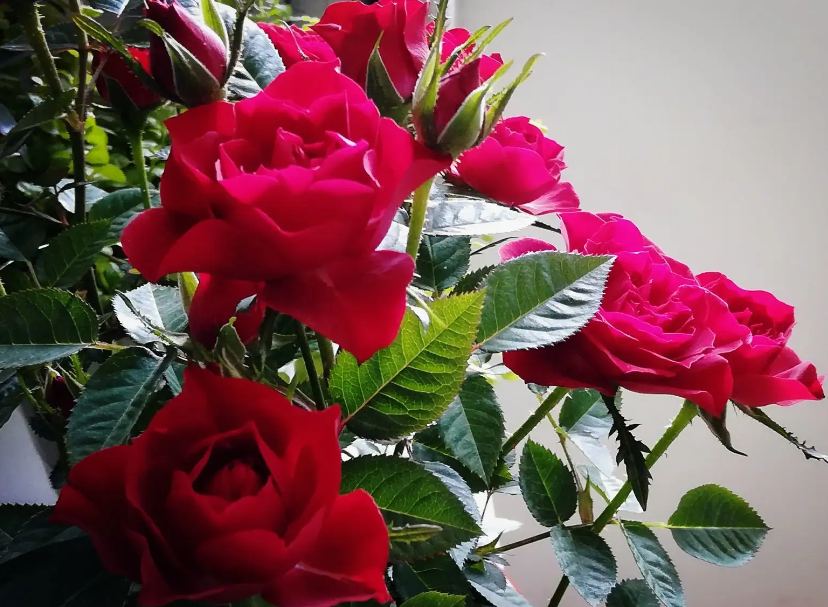 怎样才能种好玫瑰花