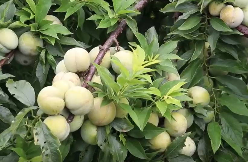 三华李树几月份修剪好