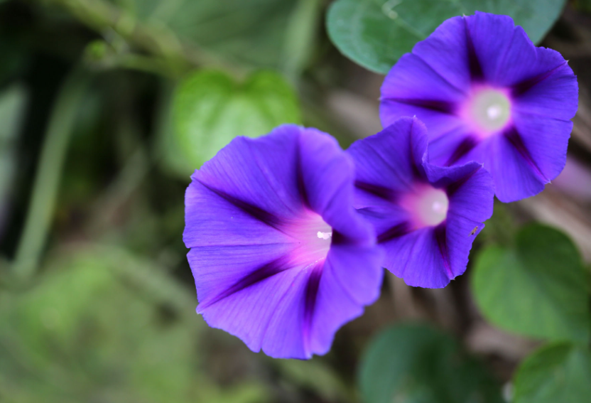 牵牛花还叫什么花