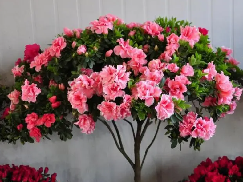 杜鹃花冬季开花怎么养