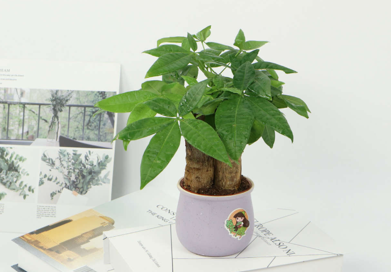 发财树用什么花来代替