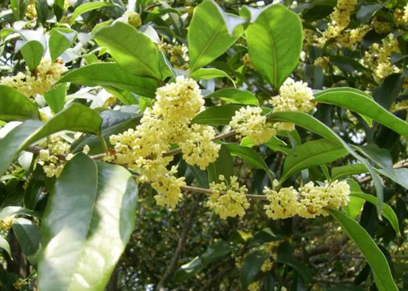 桂树剪枝的最好时节