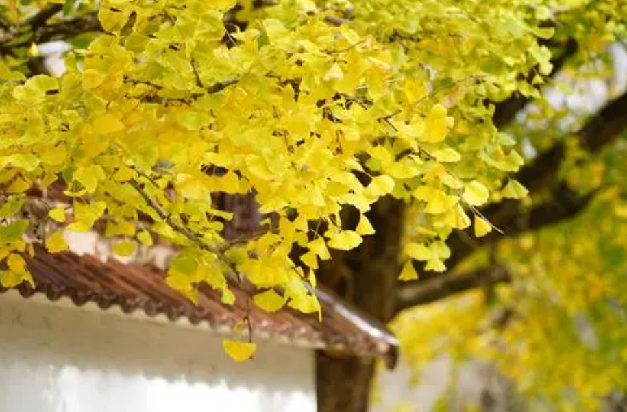 银杏树的生长特性