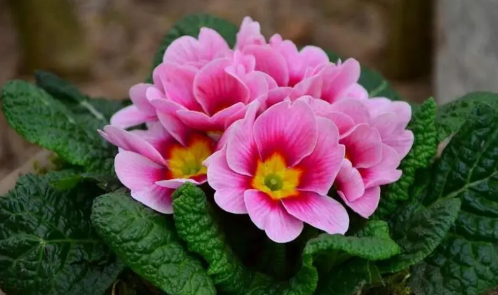 报春花花期多长时间