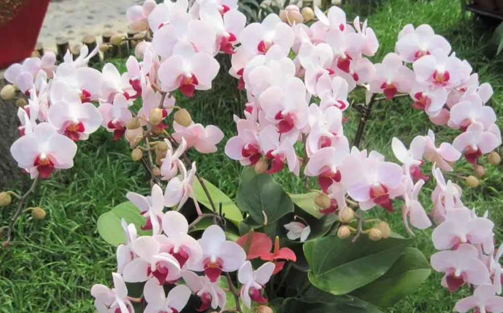 蝴蝶兰配什么花盆好看