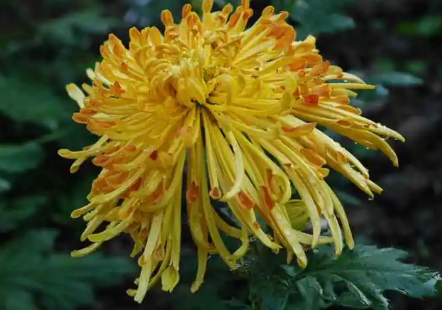 菊花可以打豆浆吗