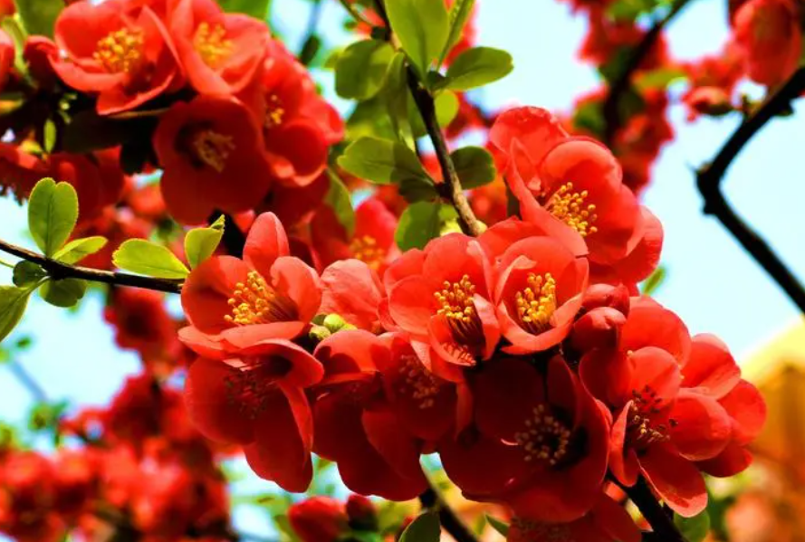 海棠花喜水喜光吗