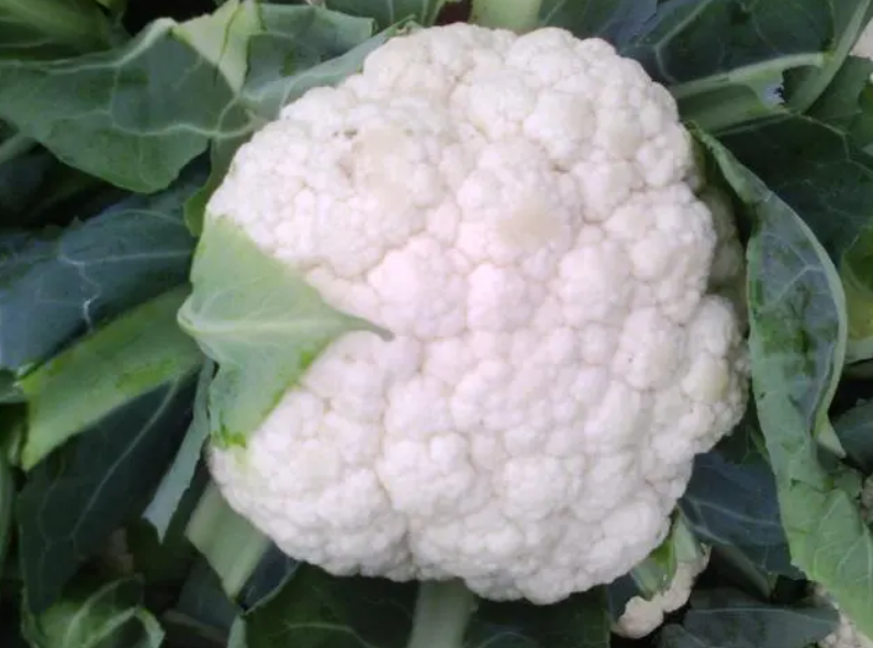 菜花是十字花科蔬菜吗