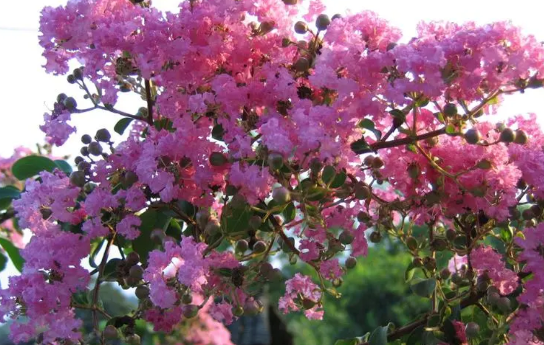 紫薇树夏天移栽能活吗