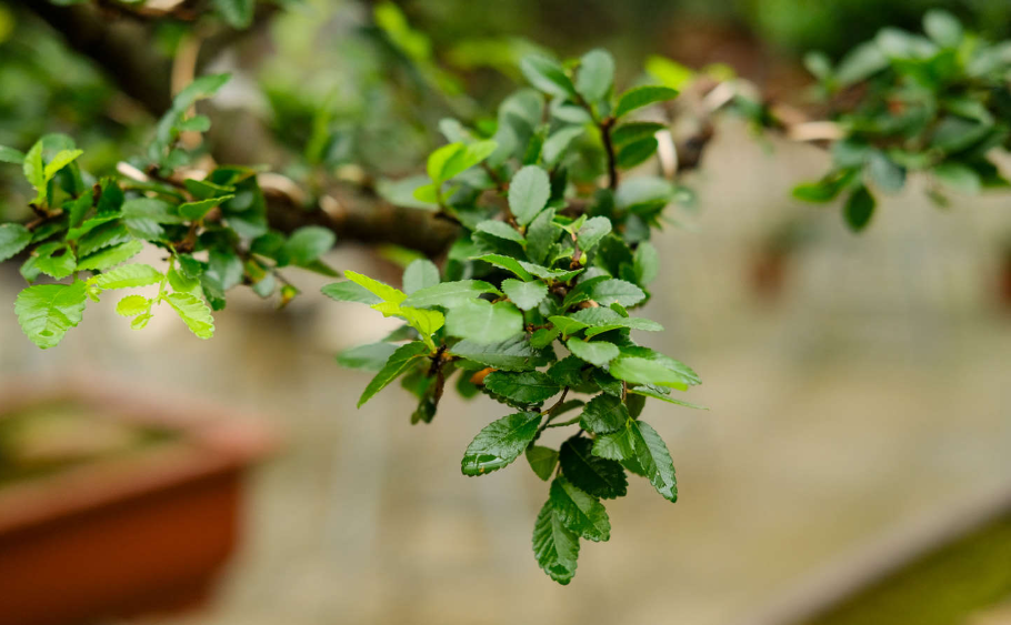 北方阴面适合种什么树