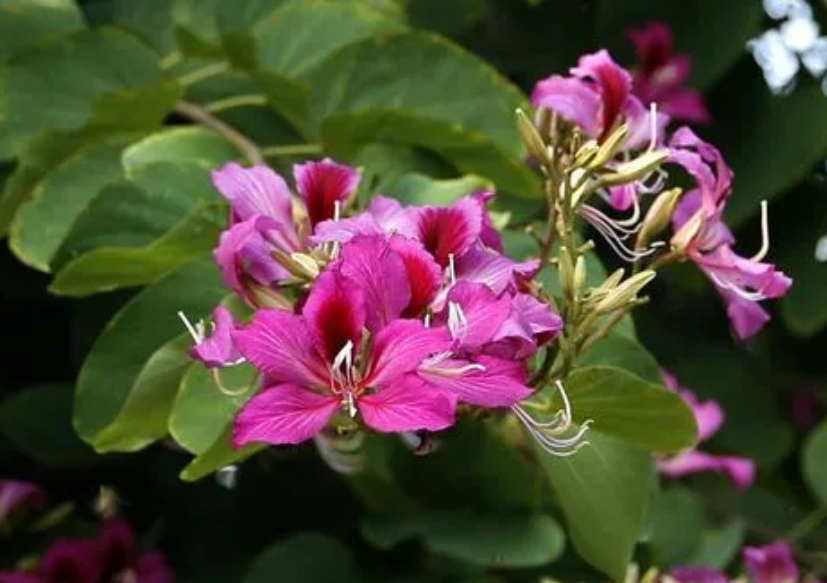 紫气东来的树是哪几种