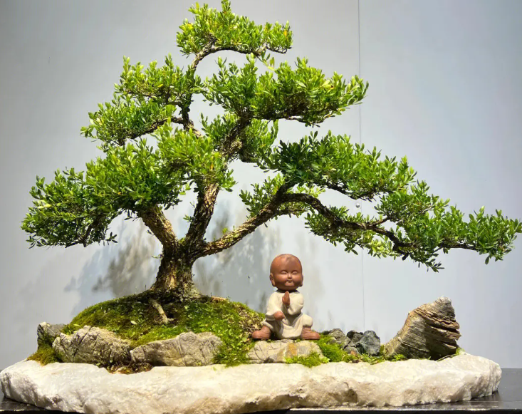 那些盆景树苗经济价值最高