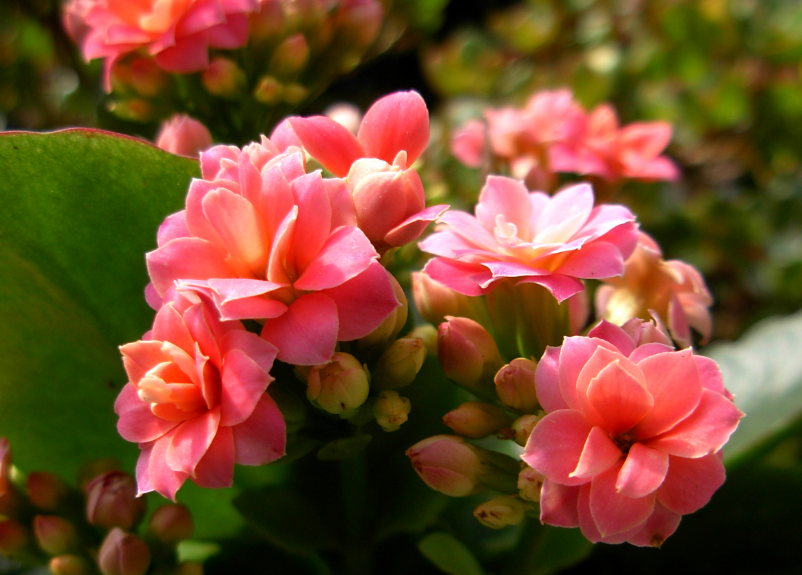 长寿花茎发红是咋回事