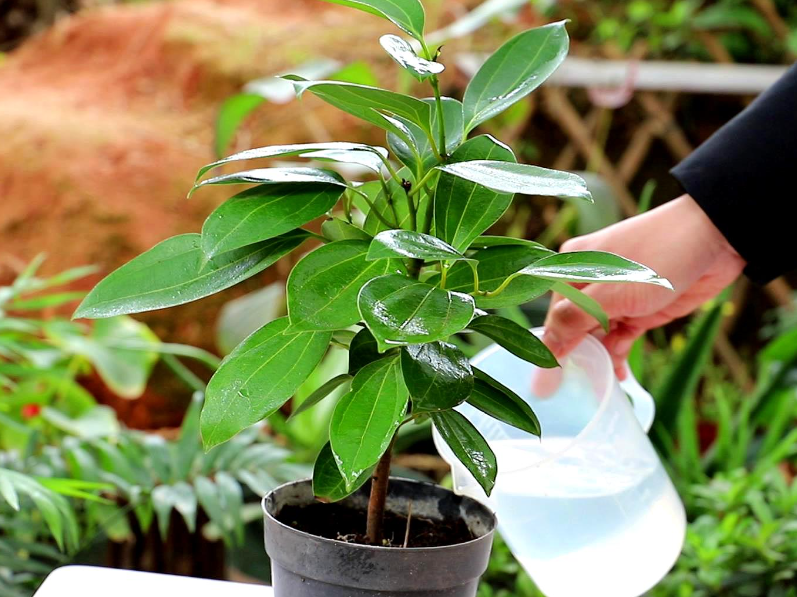 雨水浇平安树好吗