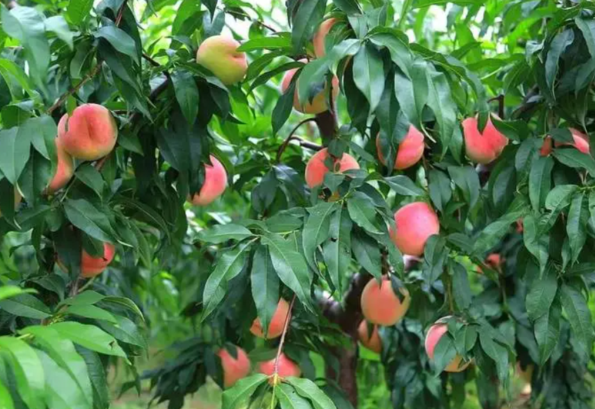 桃树膨果肥最佳时间