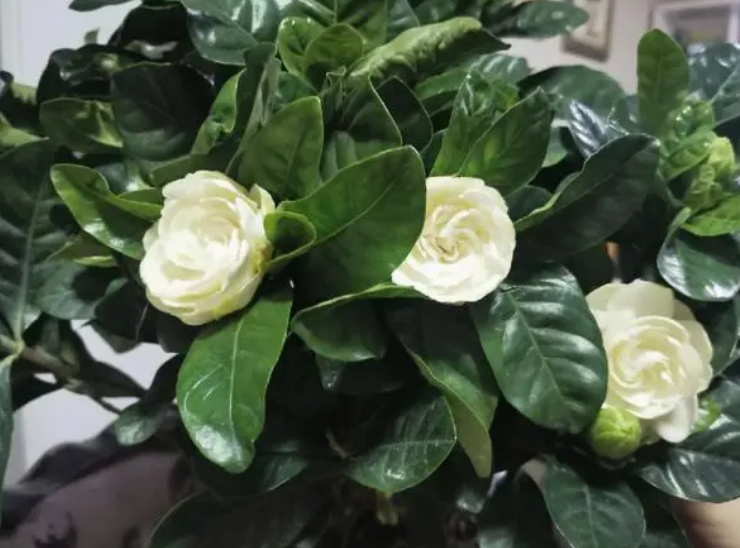 栀子花盆景的养护与管理