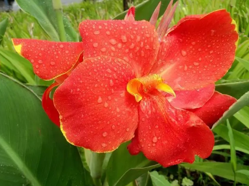 大花美人就是彩虹月季吗