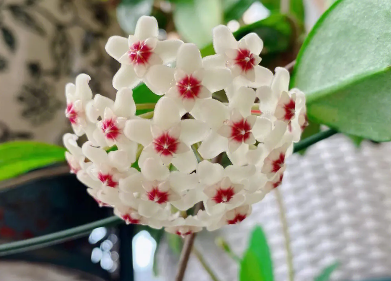 球兰花浇水的正确方法