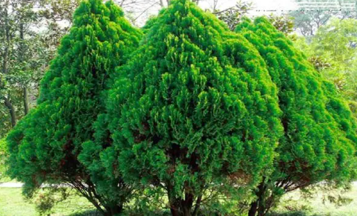 家里种侧柏树好不好