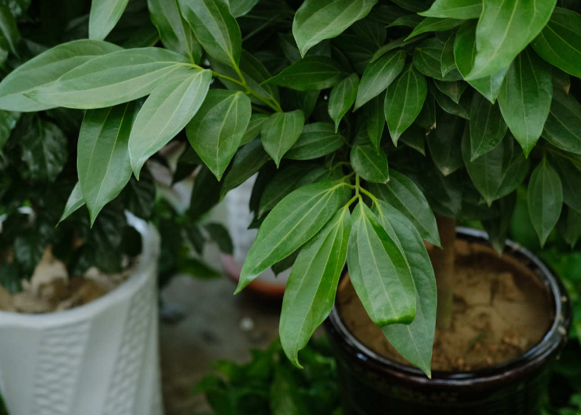 平安树冬季可以换土吗