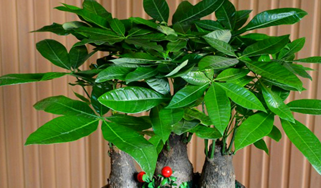 发财树三种人不能养