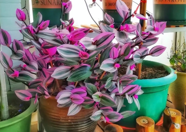 油画吊兰开花后如何处理