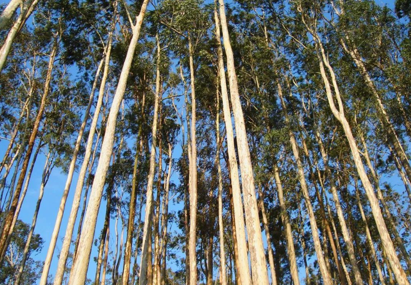 速生桉树施哪种肥最好