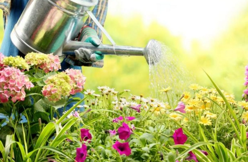 井水和雨水哪种浇花好