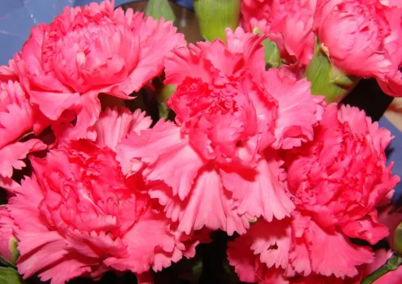 康乃馨插花瓶水养怎么养