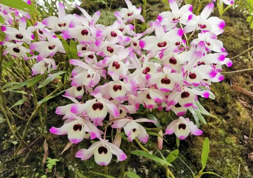 金钗石斛老杆会开花吗