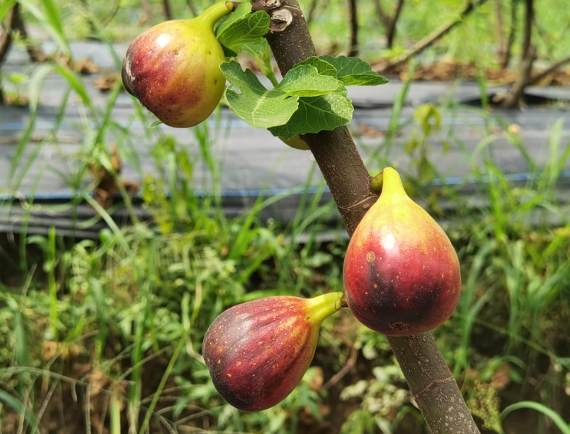 一米高的无花果树移栽