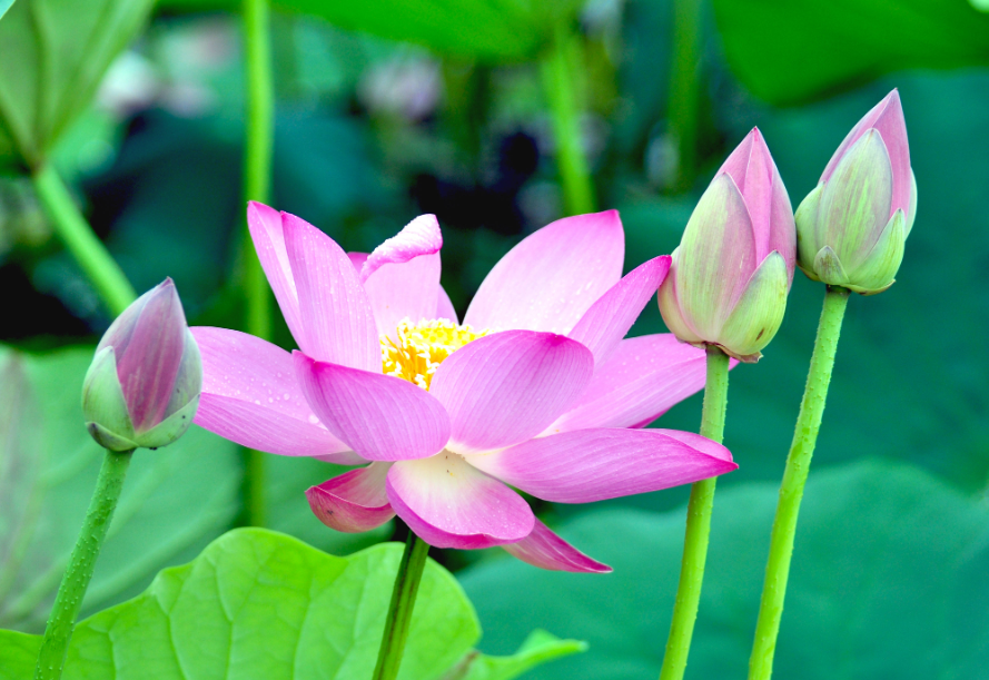 莲花生长的地方在哪里