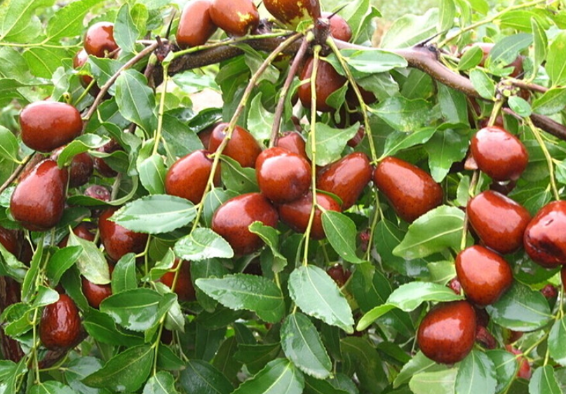 矮化枣树苗最高有多高