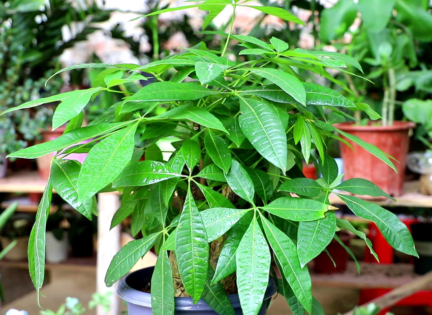 冬季发财树的养殖方法