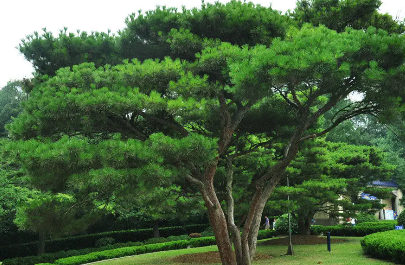 松树在怎样的环境下生长