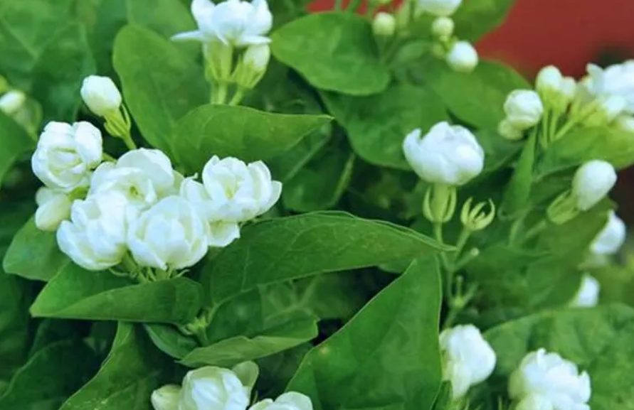 茉莉鲜花怎么养时间比较久