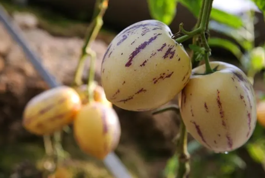 人参果一年开几次花结几次果