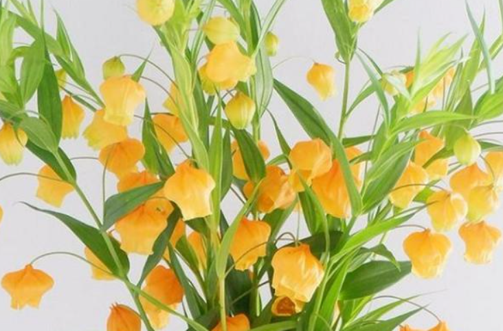 宫灯百合鲜切花能养多久