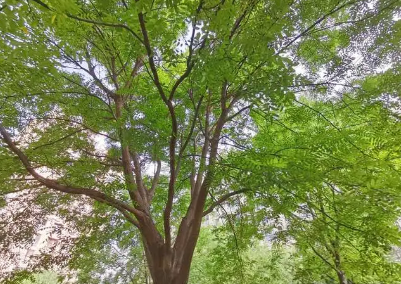 榆树什么季节修剪好