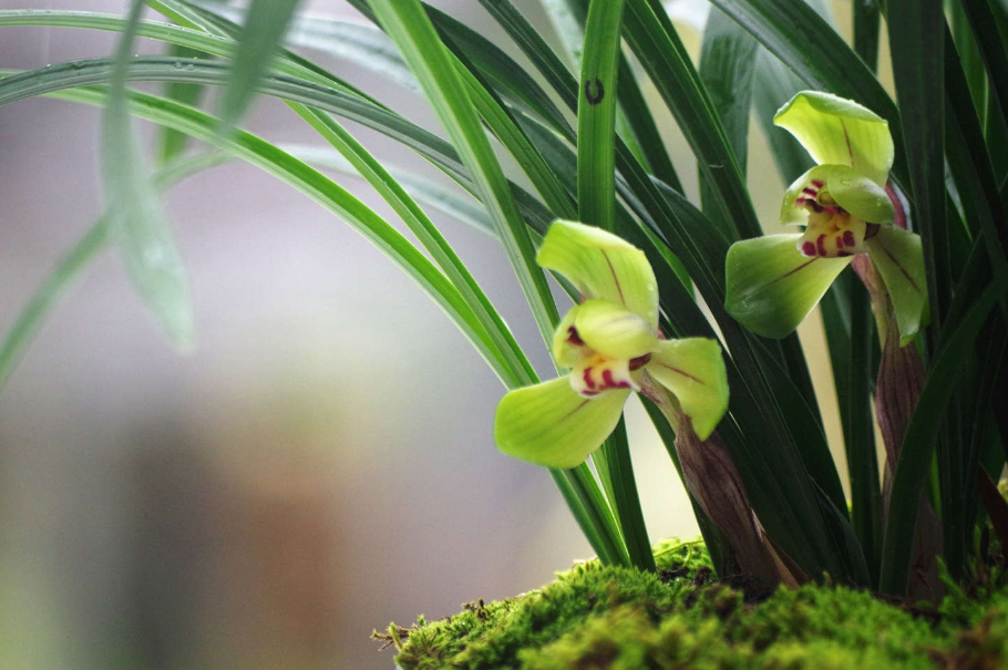 兰花正确的浇水方法