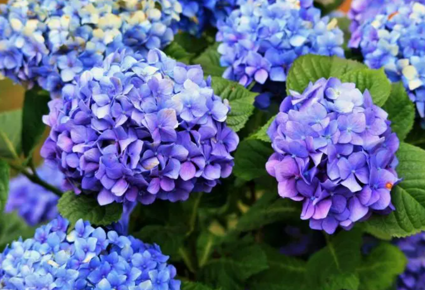 绣球花开花期间怎么施肥