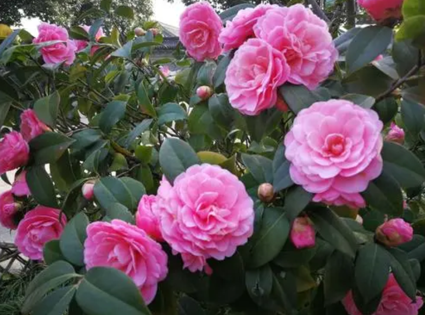 山茶花的养护管理方法