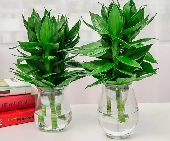 水培莲花竹叶子能剪吗