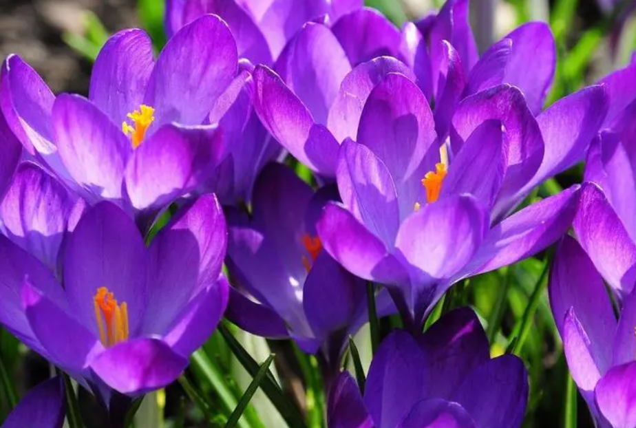 藏红花啥时候种植比较好