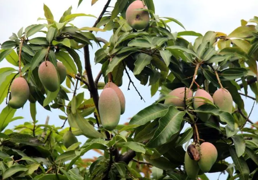 芒果树不环割会结果吗